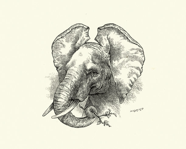 草图的大象的头与树枝在它的鼻子图片下载