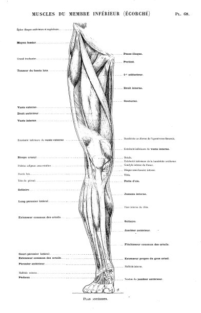 人体解剖学插画摘自法国古籍艺术书籍:腿部和脚部肌肉图片下载