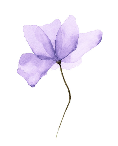 水彩花白色背景图片下载