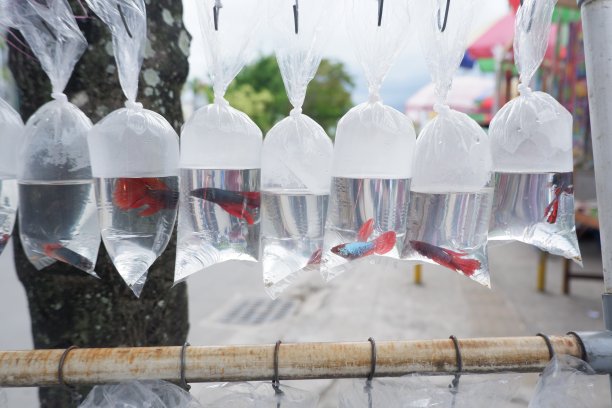 各种各样的鱼装在塑料袋里出售图片下载