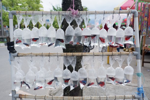 各种各样的鱼装在塑料袋里出售图片下载