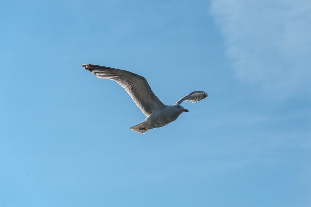 海鸥在蓝天翱翔。图片下载