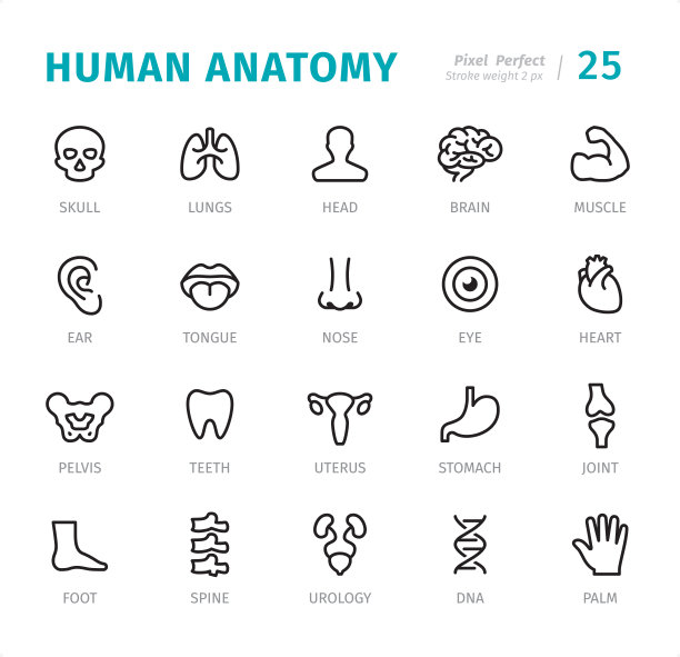 人体解剖学-像素完美的线图标与标题图片下载