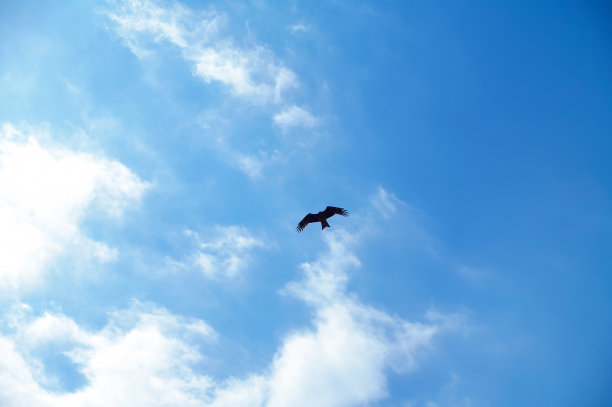 蓝天和鸟的剪影，自由图片下载