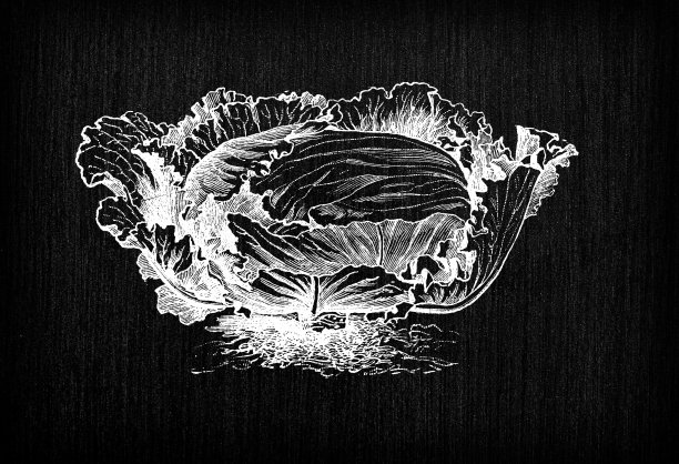 植物学蔬菜植物仿古雕刻插图:大鼓卷心菜图片下载