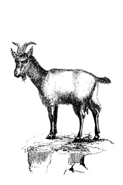 山羊图片下载