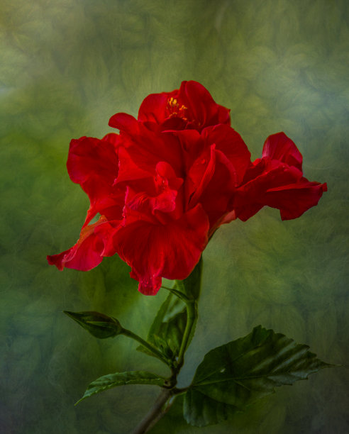 美丽的红色木槿纹理图片下载