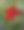 美丽的红色木槿纹理图片下载