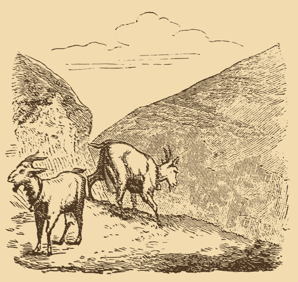 野山羊图片下载