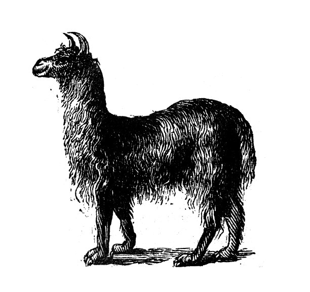 古董雕刻插图:美洲驼图片下载