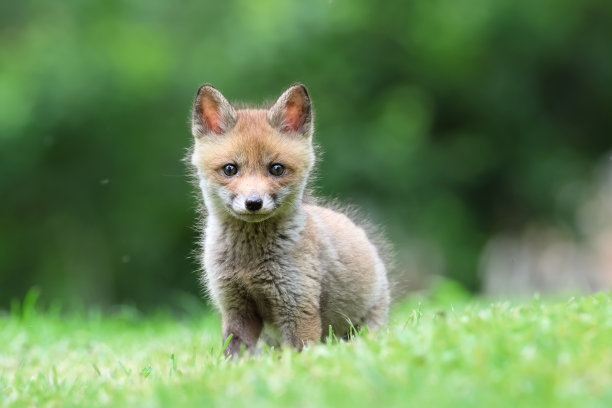 红狐幼崽特写图片下载