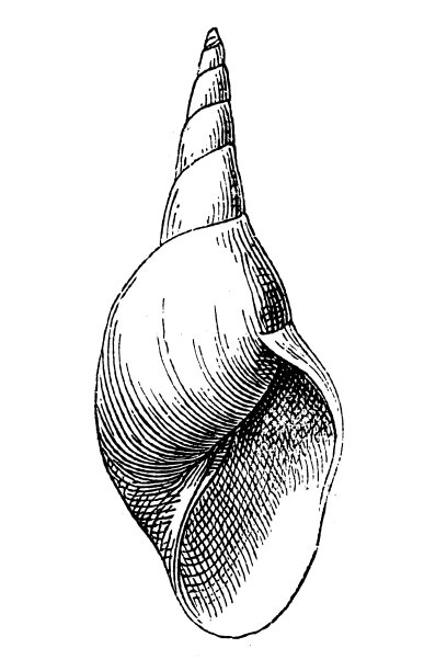 潭螺(大塘螺)图片下载