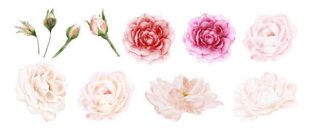 花的玫瑰水彩孤立在白色背景图片下载
