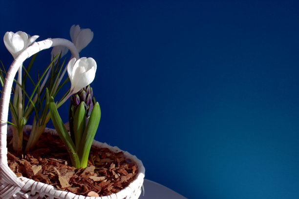 蓝底篮子里的白色番红花。图片下载