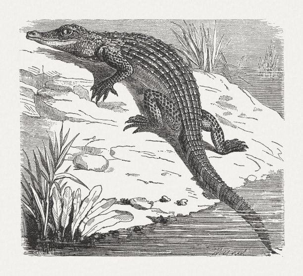 凯门鳄(Caimaninae)，木刻，1893年出版图片下载