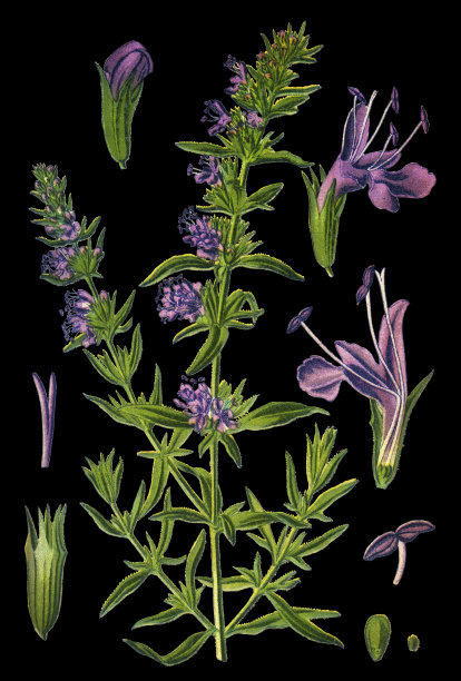 牛膝草图片下载