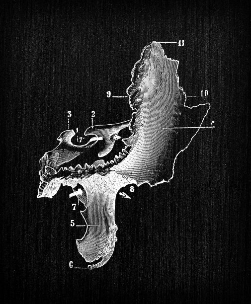 人体解剖骨骼古玩插图，头骨:蝶骨图片下载