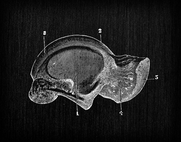 人体解剖骨骼的古董插图:距骨图片下载