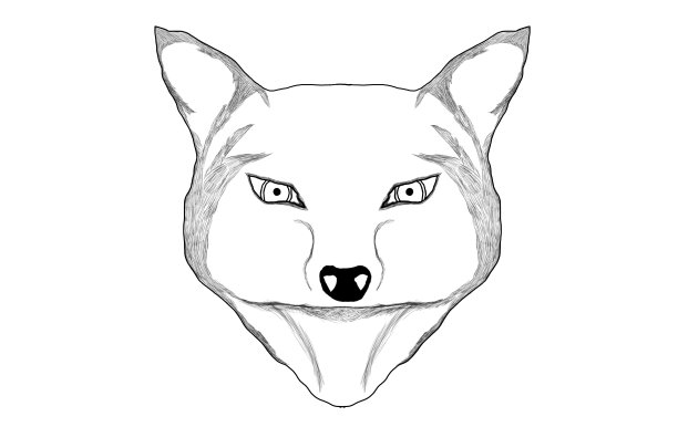 在白色背景上有阴影的狐狸的素描图片下载