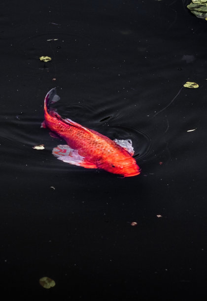 一条日本鲤鱼在水面上游泳的垂直图片。前视图。摄影。艺术。锦鲤。图片下载