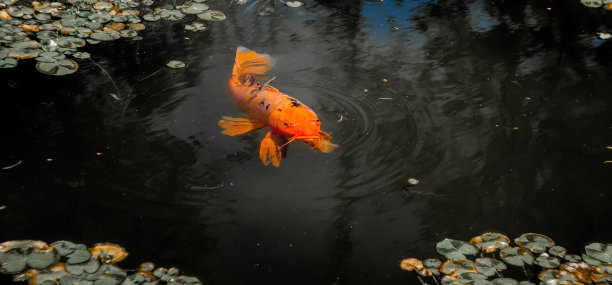 美丽的红色的日本鲤鱼在水面上游泳。前视图。摄影。艺术。锦鲤。图片下载