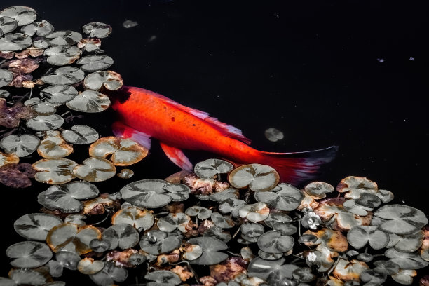在水生植物的后面。单条日本鲤鱼在水面上游泳的自然画面。前视图。摄影。艺术。锦鲤。图片下载