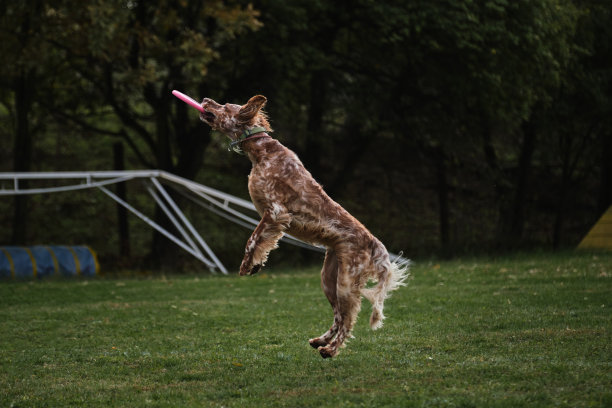 狗跳得很高，用牙齿抓住飞行中的圆盘。狗飞盘。一只红头发的英国setter正在公园里玩一个飞碟。图片下载