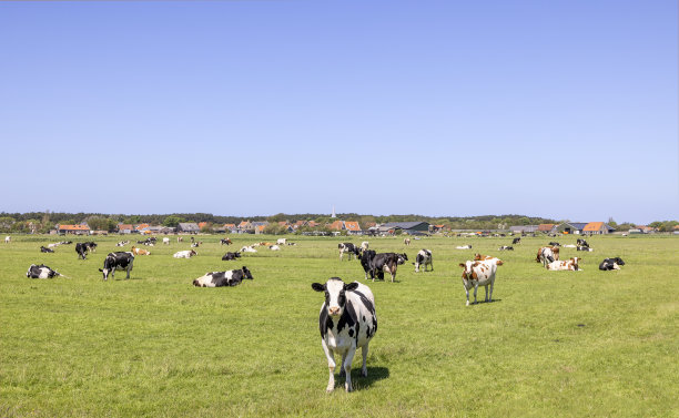一群牛在牧场上吃草，荷兰的土地平坦，天空湛蓝，阳光明媚，宁静祥和图片下载
