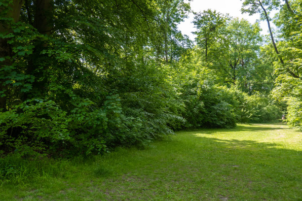 夏天美丽的公园里的绿色区域，作为背景图片下载