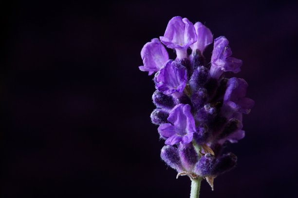 草药-薰衣草;薰衣草花angustifolia。图片下载