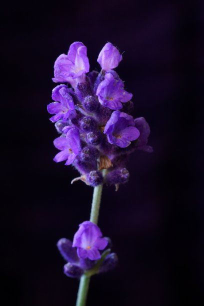 草药-薰衣草;薰衣草花angustifolia。图片下载