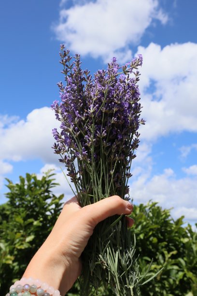 户外，女人手里拿着一束薰衣草。图片下载