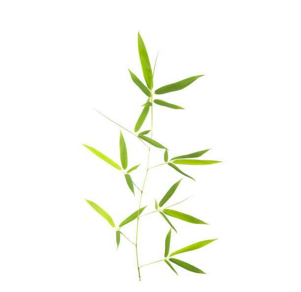 竹叶与剪辑路径孤立在白色图片下载