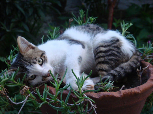 花盆里可爱的猫图片下载
