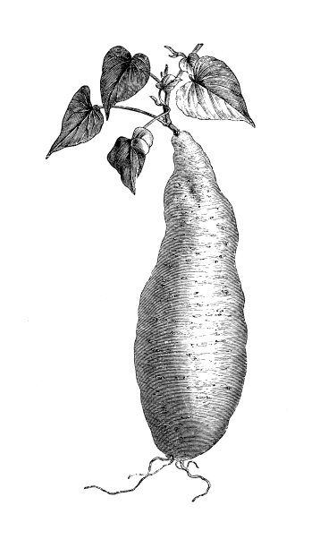 植物学植物古版画插图:红薯(番薯)图片下载