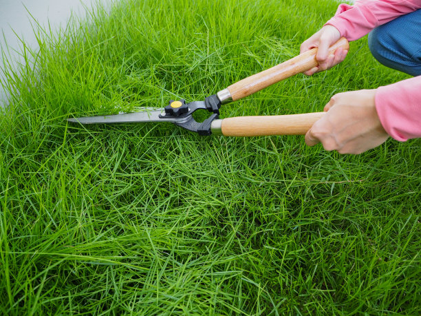 一个年轻女人用剪刀修剪草坪的手。把花园里的草割掉。图片下载