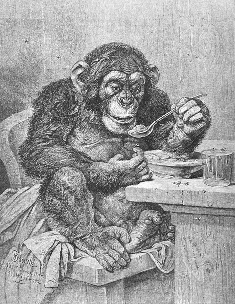 黑猩猩在桌子上用勺子从盘子里吃东西图片下载