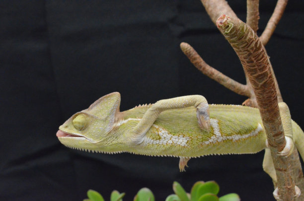 自然植物中美丽多彩的幼年雌性变色龙图片下载