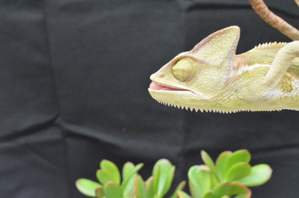 自然植物中美丽多彩的幼年雌性变色龙图片下载