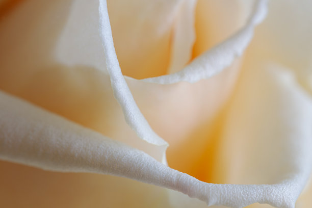 白玫瑰花蕾细节。图片下载