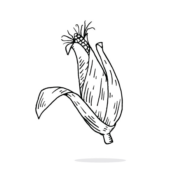 手绘玉米矢量插图。图片下载