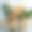特写新鲜米色玫瑰在模糊纹理花卉背景。图片下载
