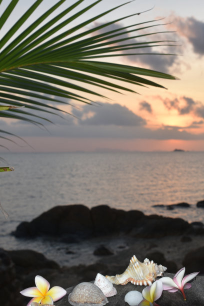 日落在泰国的海洋上，白色的花朵和贝壳图片下载