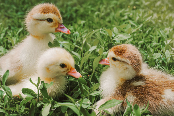 三只可爱的小鸭子躺在草地上。高质量照片图片下载