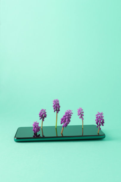 一株紫色风信子从绿色背景的手机中生长出来。生态学的概念。环境与生态保护。图片下载