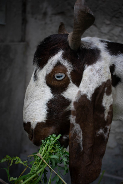 一只美丽的公山羊的侧面肖像，长着角，白色的皮毛上有棕色的斑点，在外面吃着郁郁葱葱的绿草。图片下载