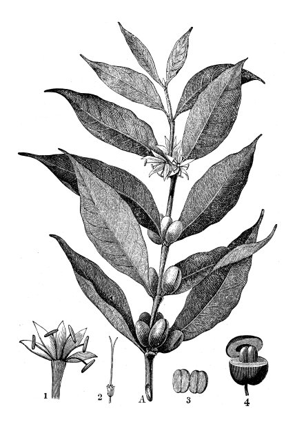 古董植物学插图:阿拉比卡咖啡，阿拉伯咖啡图片下载