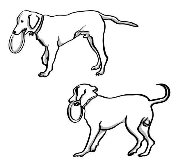 狗把飞盘图片下载