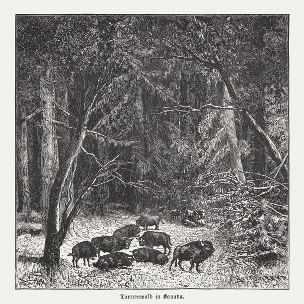 加拿大冷杉林，木刻，出版于1894年图片下载