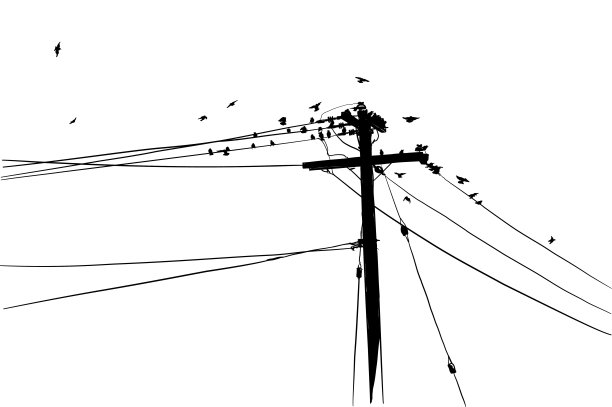 鸟类的巢穴轮廓图片下载